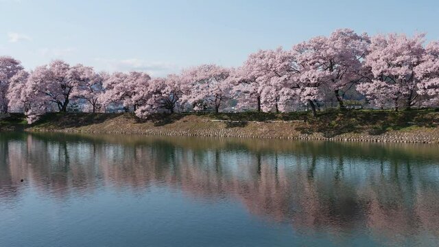 池に映り込む桜並木：長野県伊那市高遠にある六道の堤（パンニング）