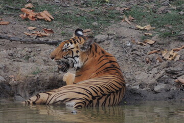 Tiger at the water