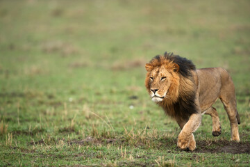 Lion king on the grasses of Masai Mara