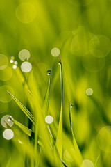Drops of morning dew sparkle in the dawn sun on the leaves of bright green grass.