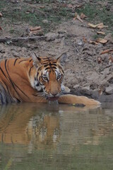Fototapeta na wymiar Tiger at the water