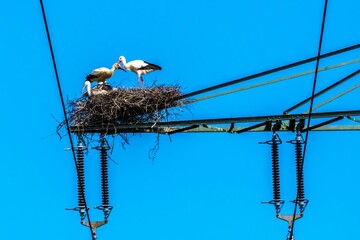 Spring - A stork family in the stork's nest, in a dangerous place on a high voltage pylon. On a...