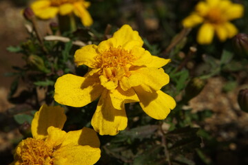 マリーゴールド
