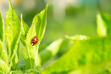 Green fresh grass leaves with selective focus and ladybug in focus during positive sunny day, shiny blurred nature background.