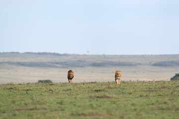 A pair of Lion  in the grassland of Masai Mara