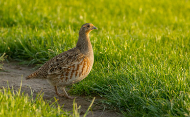 kuropatwa na łące © dejuna