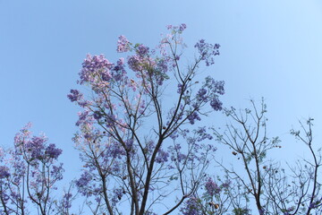 purple flowers and blue sky