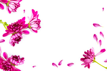 Colorful autumn flowers of chrysanthemum