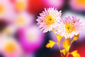 Colorful chrysanthemum flowers on a background of the autumn landscape