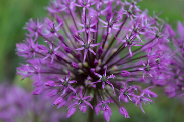 Natural background. Close-up of blooming allium decorative onion.
