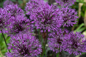 Gorgeous purple balls of decorative allium bow bloomed in the garden.