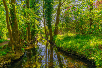 green forest in spring