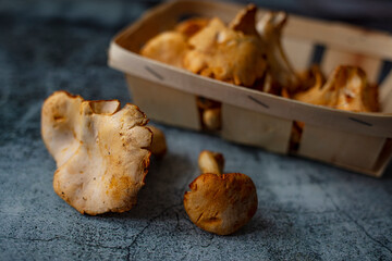 Chanterelle mushrooms close-up on a gray background with place for text.  Chanterelle mushrooms is a species of golden chanterelle mushroom in the genus Cantharellus. Fresh organic mushrooms. Fungi