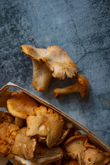 Chanterelle mushrooms, Raw wild chanterelles mushroom on rustic background close-up. Organic Fresh chanterelle on a table. Mushrooms chanterelle on table. Raw wild mushrooms chanterelles