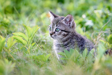 A small charming kitten on the background of a green lawn