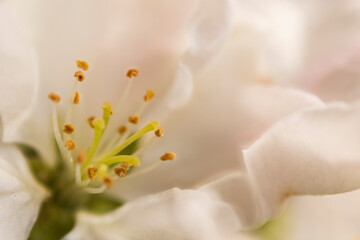 Fototapeta na wymiar white Apple blossom close up