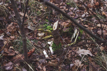 dangerous beavers