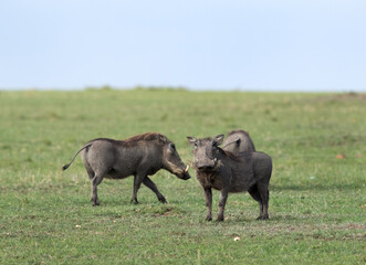 Warthog at Masai Mara