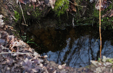 water in the forest