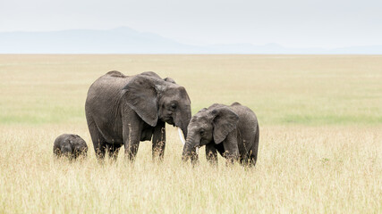 Fototapeta premium Elephant mother and two calves standing in the long grass in the Masai Mara with a blue sky background. 