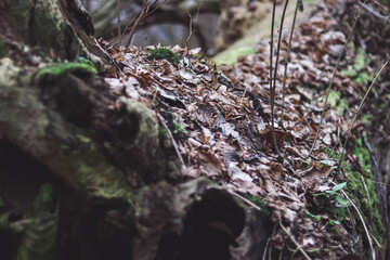 moss in the forest