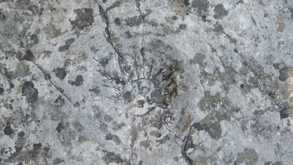 emprunte de coprolithe de dinosaure dans une roche