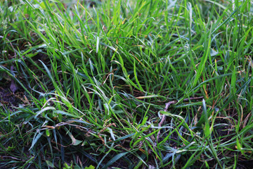 green grass on the ground