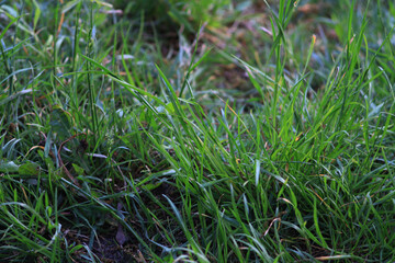 green grass on the ground