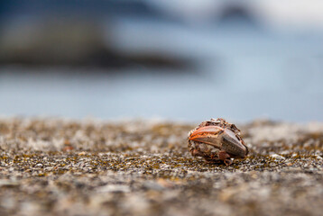 A seagull pellet photography.