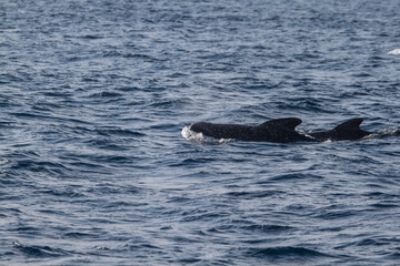 Long-finned pilot whale