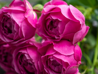 Beautiful rose Bush roses, wedding flowers close-up.