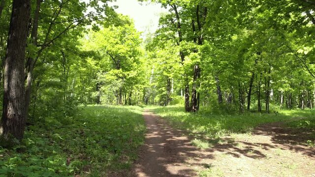 Green summer forest in the park