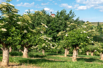 HOLUNDER PLANTAGE . ELDER PLANTAGE . STEIRISCHES VULKANLAND . ST. ANNA AM AIGEN 