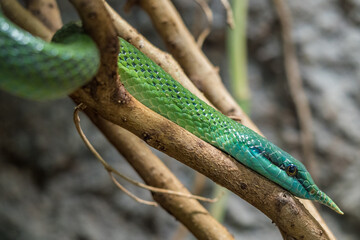 Green long nosed snake, Rhinoceros Ratsnake hunting in the trees between the branches