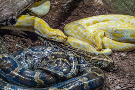 Three python snakes sitting on the ground staring at the same target - two of them are albino