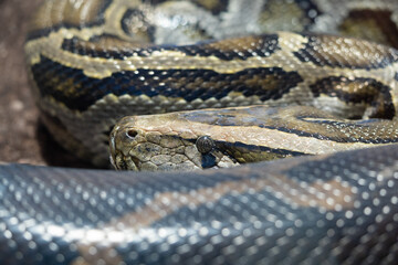A portrait of a Python hunting - hiding the head behind parts of their body - staring at you