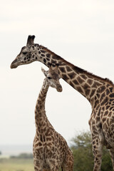 Giraffes at Masai Mara Grassland