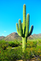 Wiekli kaktus na pustyni w Arizonie - 353833482