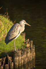 何かを見つめるサギ