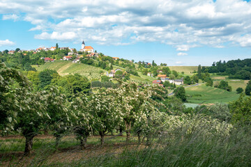 HOLUNDER PLANTAGE . ELDER PLANTAGE . STEIRISCHES VULKANLAND . ST. ANNA AM AIGEN 