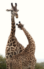 Giraffe courtship display, Masai Mara