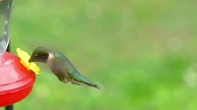 A closeup of a male ruby-throated hummingbird