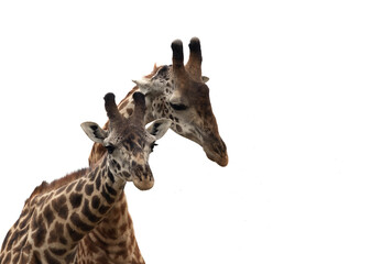 A pair of Giraffe, Masai Mara