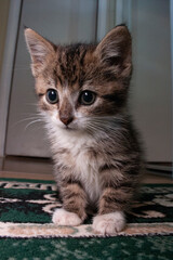 cute kitten at home © zhagunov_a