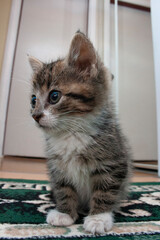 cute kitten at home © zhagunov_a