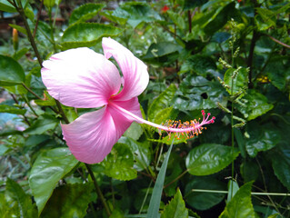 pink hibiscus in garden