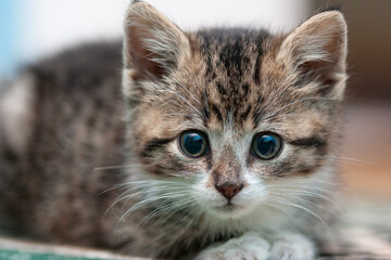 cute kitten at home © zhagunov_a
