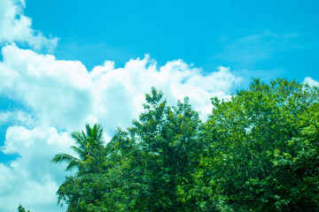 green grass and blue sky