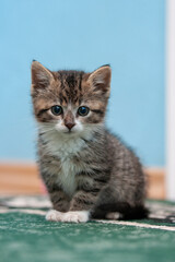 cute kitten at home © zhagunov_a