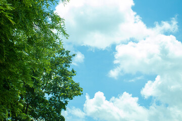 Obraz premium sky and trees